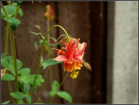 Aquilegia