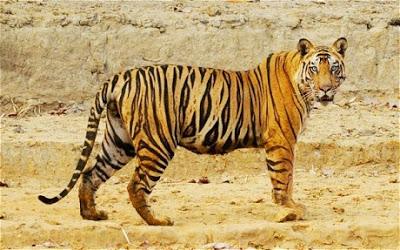 T24 Tiger ~ who owns Ranthambore ..... villagers, hoteliers, Tigers or ?
