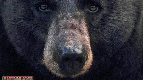 Black Bear Face