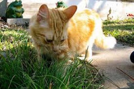 cat eats grass