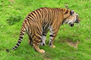 tiger vomits after eating grass