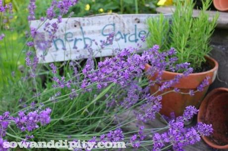 5 Most Useful Herbs in the Garden