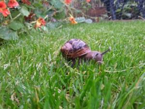 Garden Attack – Part 2 Molluscs