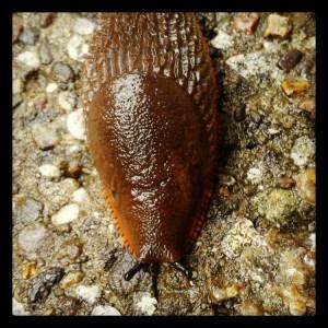 Garden Attack – Part 2 Molluscs