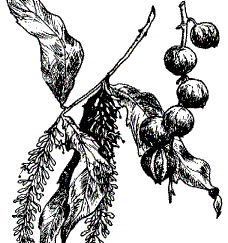 Macadamia ~ Ex  Korean Air-executive Heather Cho - case in US