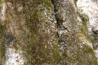 Acer palmatum var amoenum Bark (17/04/2015, Miyajima Island, Japan)
