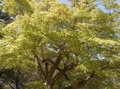 Acer Palmatum Amoenum