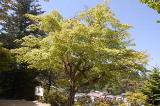 Acer palmatum var amoenum (17/04/2015, Miyajima Island, Japan)