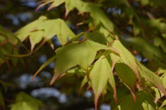 Acer palmatum var amoenum Leaf (17/04/2015, Miyajima Island, Japan)