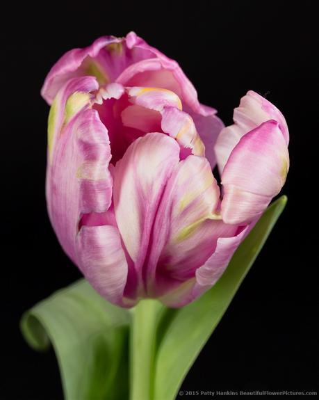 Lavender Parrot Tulip © 2015 Patty Hankins