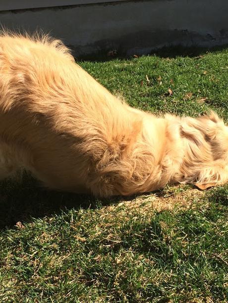 Dog doing grass rolls Monday Mischief