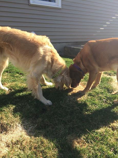 Monday Mischief, dog doing grass rolls