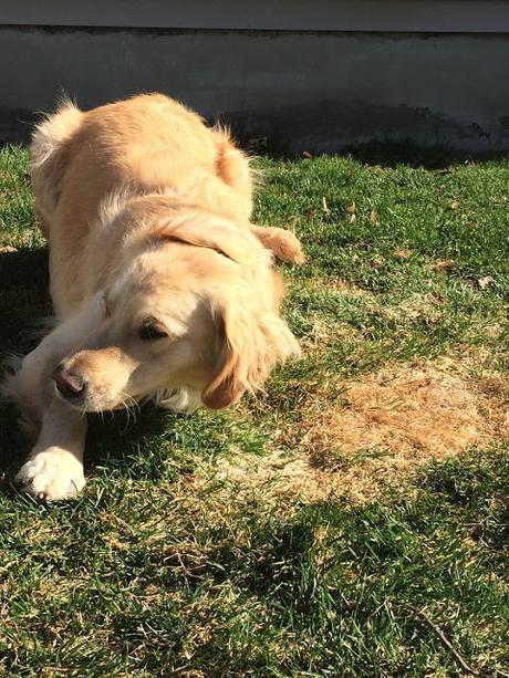 How to Do the Perfect Grass Roll