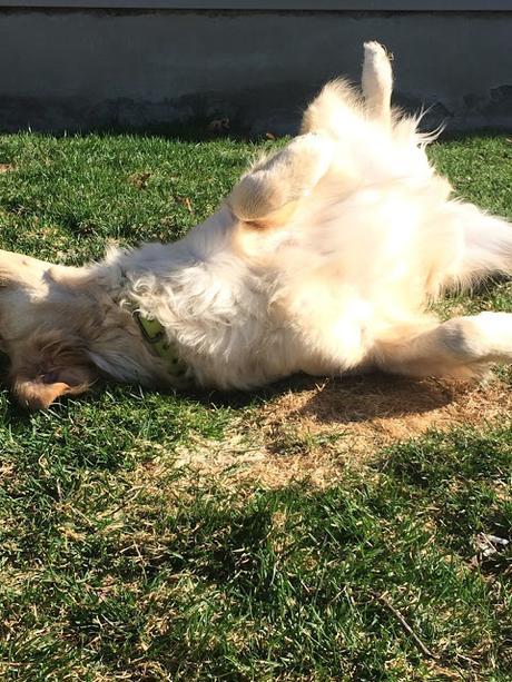 How to Do the Perfect Grass Roll