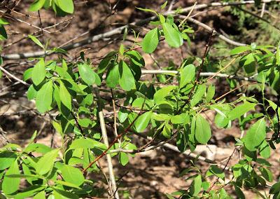 Willow Identification – not for the faint of heart