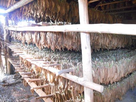 Tobacco drying in a thatched shed. Cuba.