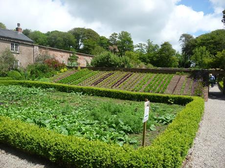 The Vegetable Garden