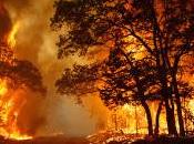 Wildfires Forensic Science