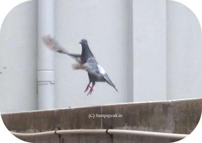 doves and pigeons ........... and the 'spy pigeon' from Pakistan !!