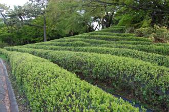 Camellia sinensis (15/04/2015, Imperial Palace East Garden, Tokyo, Japan)