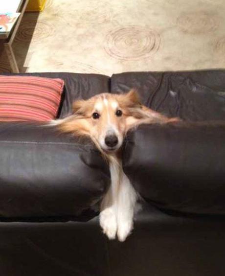 Top 10 Helpless Animals Swallowed by Sofas