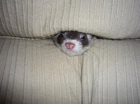 Top 10 Helpless Animals Swallowed by Sofas