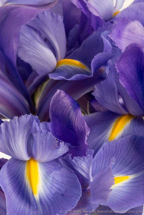 In the Studio: A Few More Irises Lots of Irises © 2015 Patty Hankins
