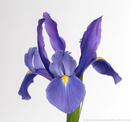 In the Studio: A Few More Irises Iris © 2015 Patty Hankins