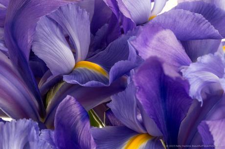 In the Studio: A Few More Irises Lots of Irises © 2015 Patty Hankins