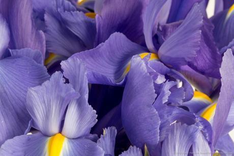 In the Studio: A Few More Irises Lots of Irises © 2015 Patty Hankins