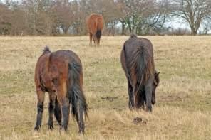 Close to Nature – The Wild Horses of Langeland