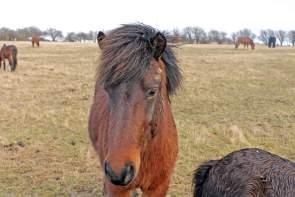 Close to Nature – The Wild Horses of Langeland