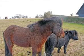 Close to Nature – The Wild Horses of Langeland