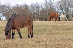 Close to Nature – The Wild Horses of Langeland