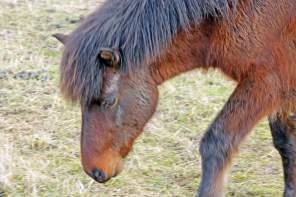 Close to Nature – The Wild Horses of Langeland