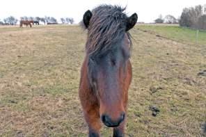 Close to Nature – The Wild Horses of Langeland