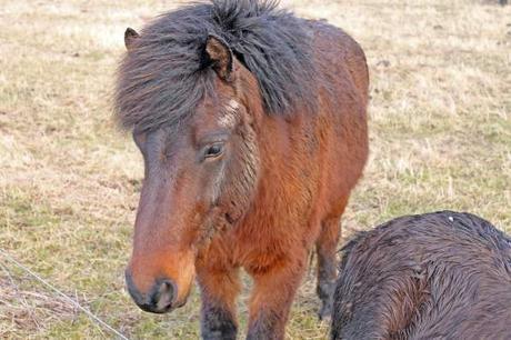 Close to Nature – The Wild Horses of Langeland