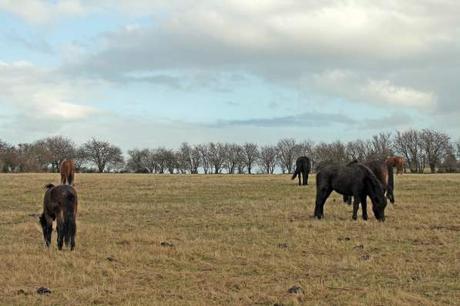 Close to Nature – The Wild Horses of Langeland