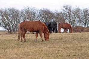 Close to Nature – The Wild Horses of Langeland