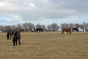 Close to Nature – The Wild Horses of Langeland