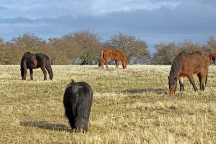 Close to Nature – The Wild Horses of Langeland