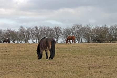 Close to Nature – The Wild Horses of Langeland