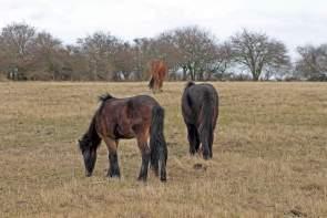 Close to Nature – The Wild Horses of Langeland