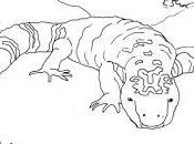 GILA MONSTER: Coloring Page