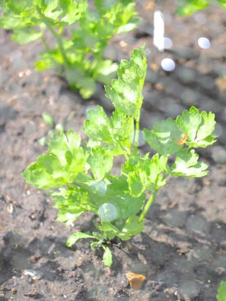 Young-Celery-Plants.jpg