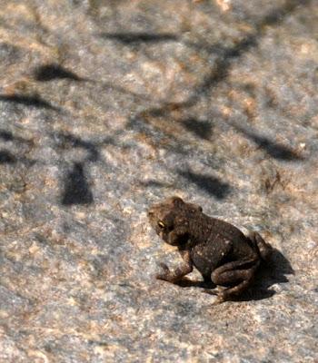 Meanwhile, Back at the Farm There Are Tiny Toads . . .