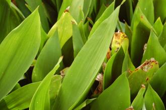 Aspidistra elatior Leaf (15/04/2015, Imperial Palace East Garden, Tokyo, Japan)