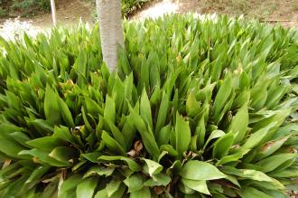 Aspidistra elatior (15/04/2015, Imperial Palace East Garden, Tokyo, Japan)