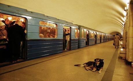 subway dogs4