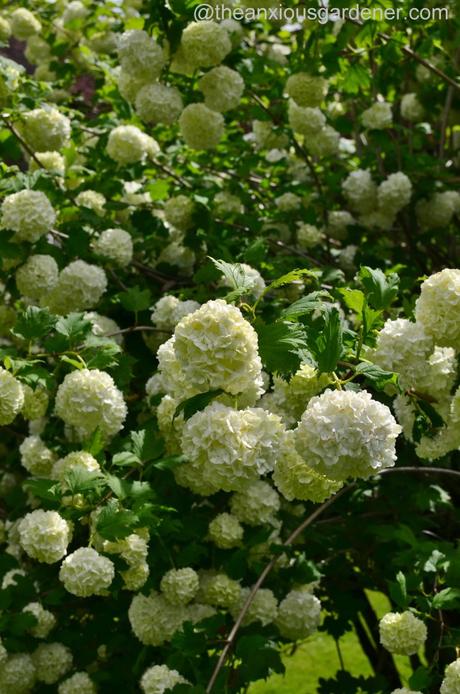 viburnum opulus roseum (2)